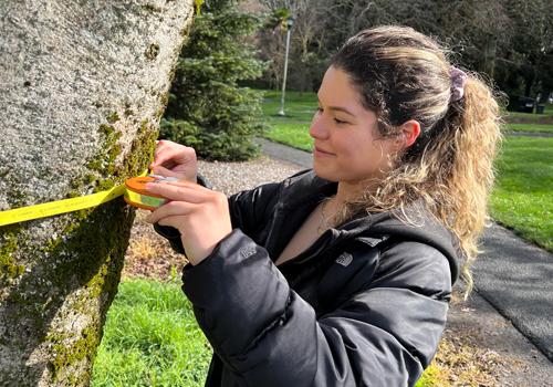 Student measuring tree diameter