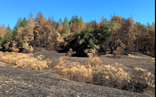 Fire landscape